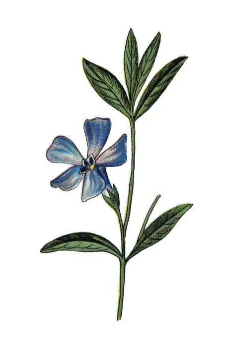 Framed Print : Vinca minor (lesser periwinkle, dwarf periwinkle, small periwinkle, common periwinkle Framed Print : Vinca minor (lesser periwinkle, dwarf periwinkle, small periwinkle, common periwinkle