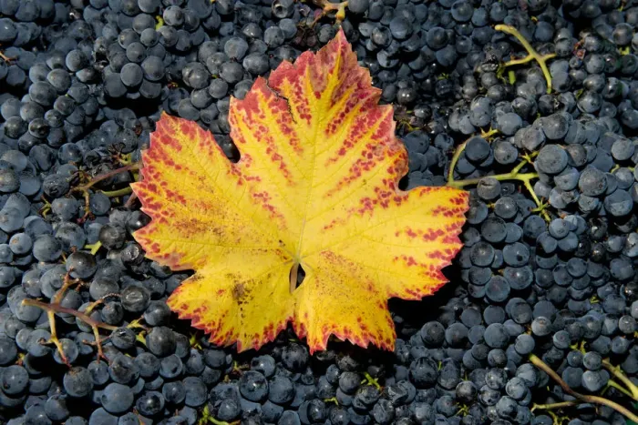 Framed Print : Vine leaf with autumn colours on grapes, Baden-Wurttemberg, Germany Framed Print : Vine leaf with autumn colours on grapes, Baden-Wurttemberg, Germany