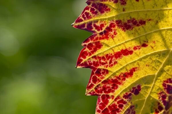 Vine leaf with autumnal colours, Baden-Wurttemberg, Germany