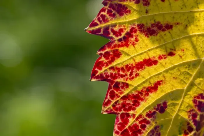 Framed Print : Vine leaf with autumnal colours, Baden-Wurttemberg, Germany Framed Print : Vine leaf with autumnal colours, Baden-Wurttemberg, Germany