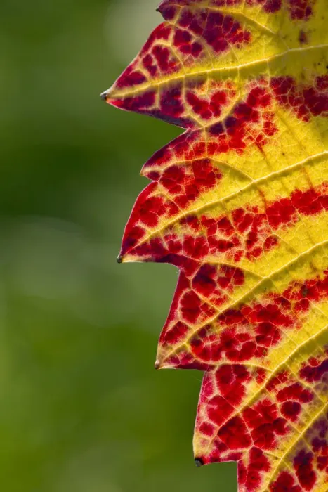 Framed Print : Vine leaf with autumnal colours, Baden-Wurttemberg, Germany Framed Print : Vine leaf with autumnal colours, Baden-Wurttemberg, Germany