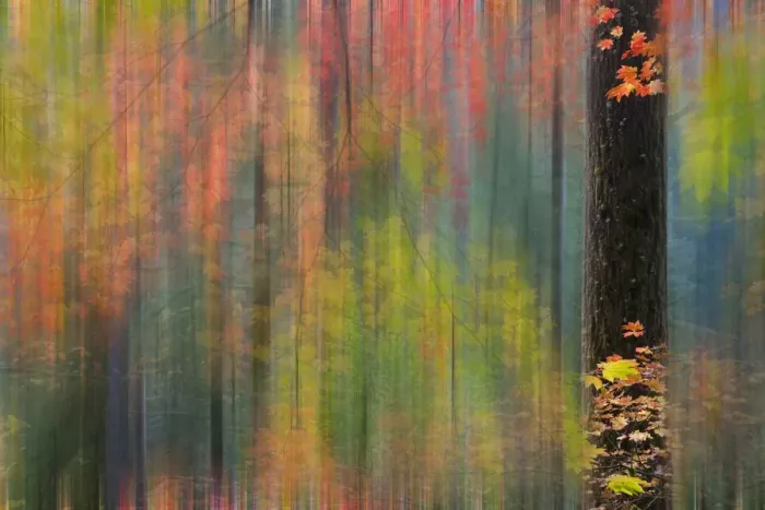Framed Print : Vine Maple and Big Leaf Maple in autumn, Silver Falls State Park, Oregon, USA