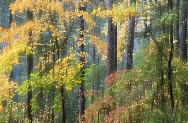 Vine Maple and Big Leaf Maple in autumn, Silver Falls State Park, Oregon, USA