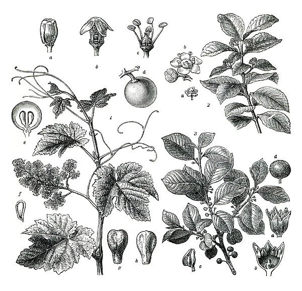 Vine plant mate tea drawing 1896