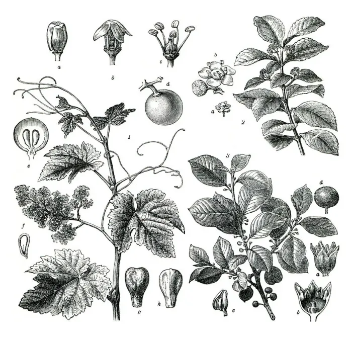 Framed Print : Vine plant mate tea drawing 1896 Framed Print : Vine plant mate tea drawing 1896