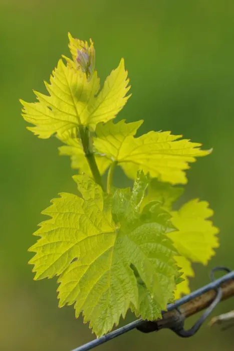 Framed Print : Vine shoots in spring Framed Print : Vine shoots in spring