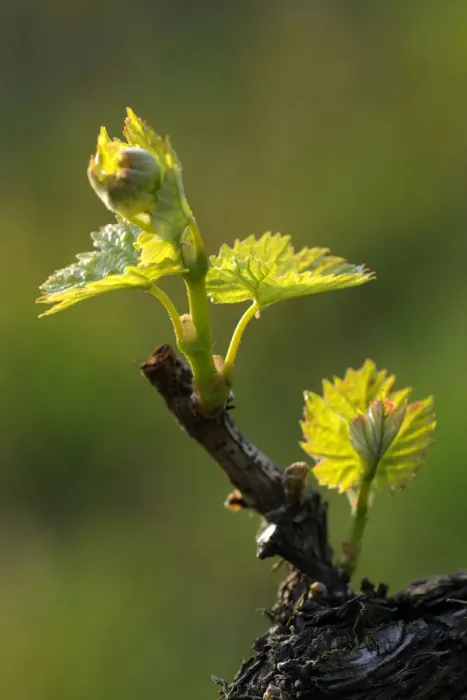 Framed Print : Vine shoots in spring Framed Print : Vine shoots in spring