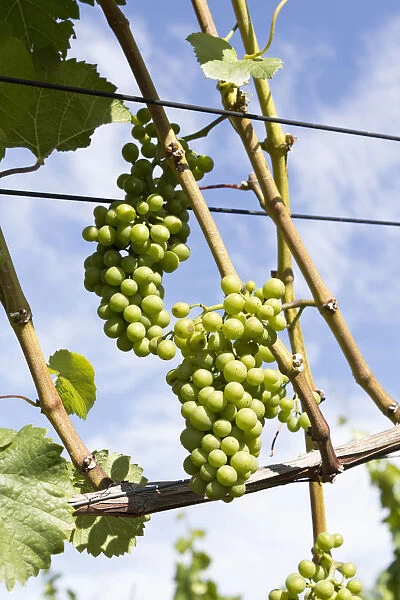 Vine stock with grapes on the Rotweinwanderweg wine trail, Bad Neuenahr-Ahrweiler, Rhineland-Palatinate, Germany, Europe