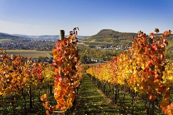 Vines, vine leaves in autumn colours, vineyard on Ahrsteig mountain, Ehlinger Ley, Ahr valley near Ehlingen, Heimersheim, Bad Neuenahr, Rhineland-Palatinate, Germany, Europe