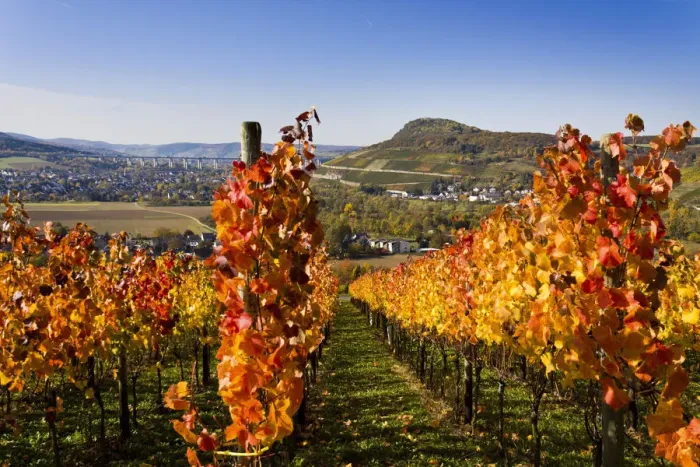 Framed Print : Vines, vine leaves in autumn colours, vineyard on Ahrsteig mountain, Ehlinger Ley, Ahr valley near Ehlingen, Heimersheim, Bad Neuenahr, Rhineland-Palatinate, Germany, Europe Framed Print : Vines, vine leaves in autumn colours, vineyard on Ahrsteig mountain, Ehlinger Ley, Ahr valley near Ehlingen, Heimersheim, Bad Neuenahr, Rhineland-Palatinate, Germany, Europe