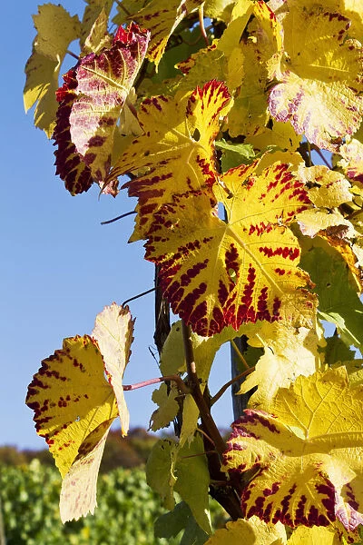 Vines, vine leaves in autumn colours, vineyard on Ahrsteig mountain, Ehlinger Ley, Ahr valley near Ehlingen, Heimersheim, Bad Neuenahr, Rhineland-Palatinate, Germany, Europe