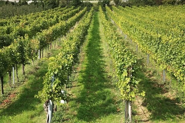 Vineyard, Austria, Wachau