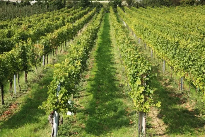 Framed Print : Vineyard, Austria, Wachau Framed Print : Vineyard, Austria, Wachau