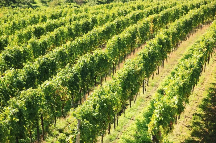 Framed Print : Vineyard, Austria, Wachau Valley Framed Print : Vineyard, Austria, Wachau Valley