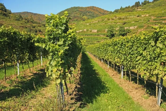 Framed Print : Vineyard, Austria, Wachau Valley Framed Print : Vineyard, Austria, Wachau Valley