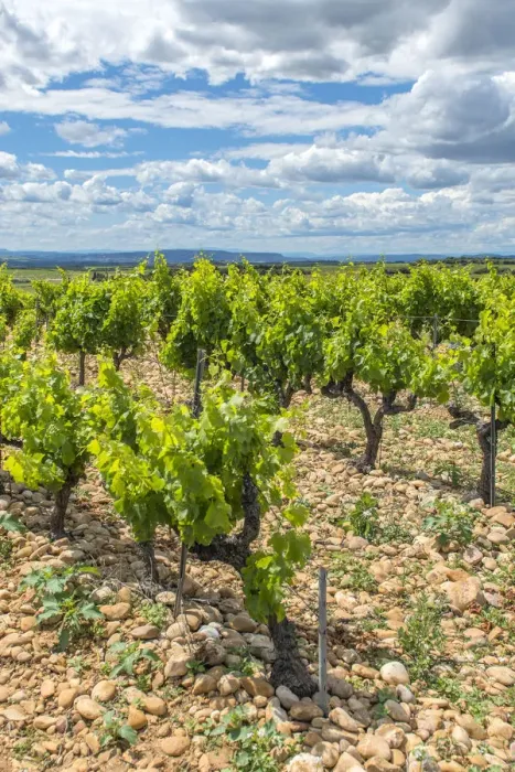 Framed Print : Vineyard, Chateauneuf du Pape, France, Europe Framed Print : Vineyard, Chateauneuf du Pape, France, Europe