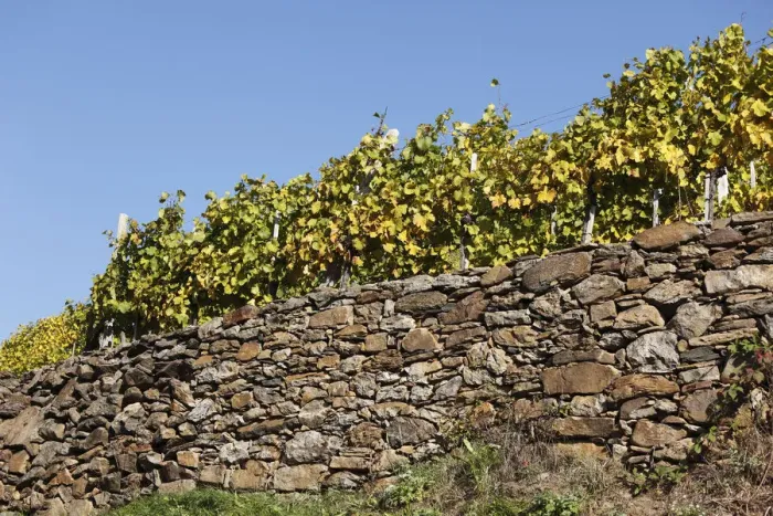 Framed Print : Vineyard on dry stone wall, Viessling, Spitzer Graben valley, Wachau valley, Waldviertel region, Lower Austria, Austria, Europe Framed Print : Vineyard on dry stone wall, Viessling, Spitzer Graben valley, Wachau valley, Waldviertel region, Lower Austria, Austria, Europe