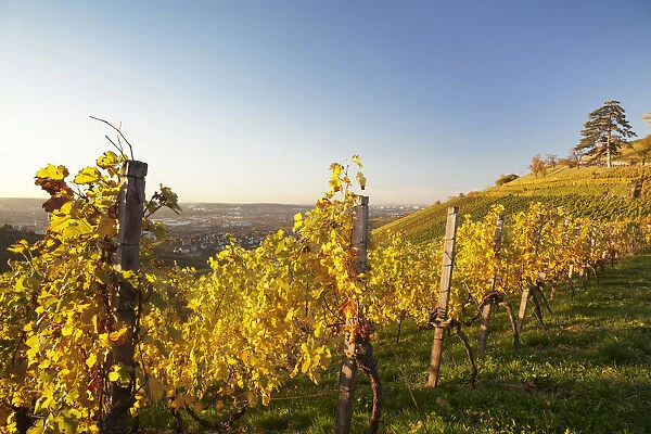 Vineyard in the evening light in autumn, view of Stuttgart from Wurttemberg hill, Rotenberg, Stuttgart, Baden-Wurttemberg, Germany