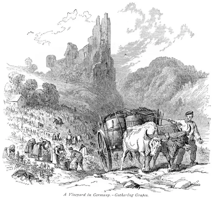 Framed Print : Vineyard in Germany engraving 1875 Framed Print : Vineyard in Germany engraving 1875