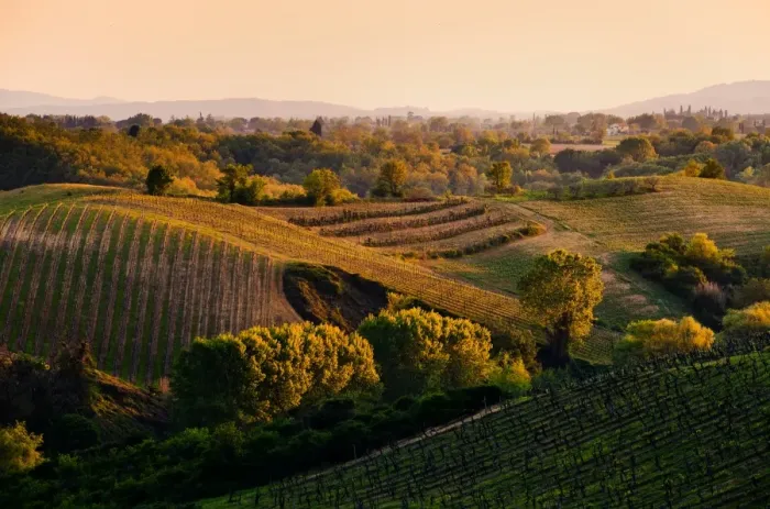 Framed Print : Vineyard Gold