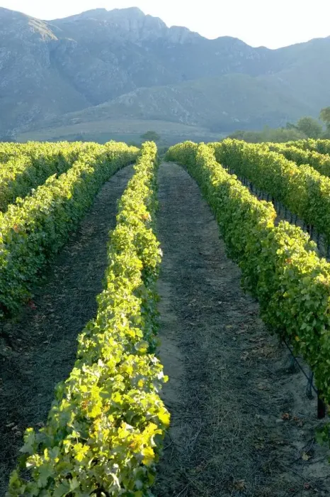 Framed Print : Vineyard and Mountain Landscape Scene Framed Print : Vineyard and Mountain Landscape Scene