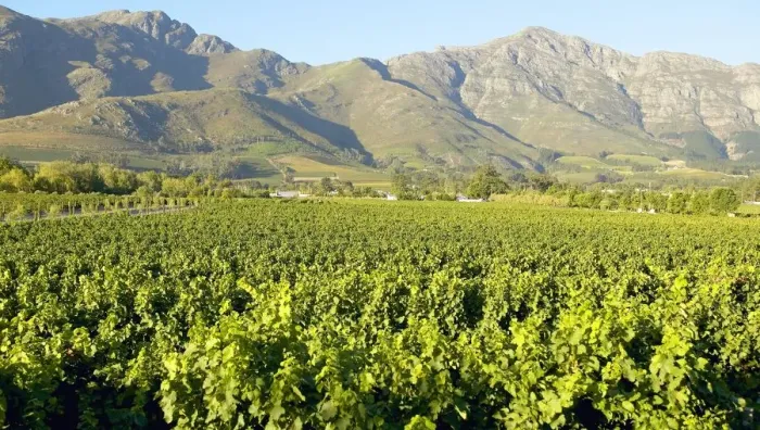 Framed Print : Vineyard and Mountain Landscape Scene Framed Print : Vineyard and Mountain Landscape Scene
