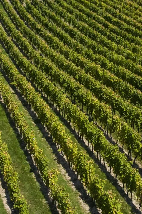 Framed Print : Vineyard, near Ruedesheim, Rheingau, Hesse, Germany, Europe Framed Print : Vineyard, near Ruedesheim, Rheingau, Hesse, Germany, Europe