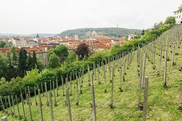 Vineyard in Prague, Czech Republic