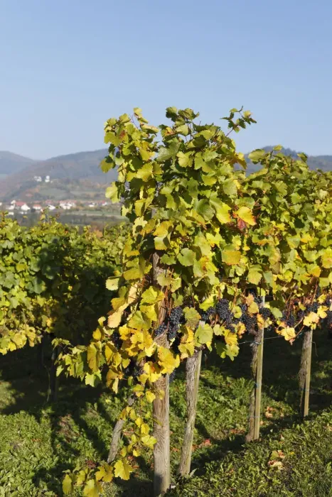 Framed Print : Vineyard with red grapes, Muehldorf, Spitzer Graben valley, Wachau valley, Waldviertel region, Lower Austria, Austria, Europe Framed Print : Vineyard with red grapes, Muehldorf, Spitzer Graben valley, Wachau valley, Waldviertel region, Lower Austria, Austria, Europe