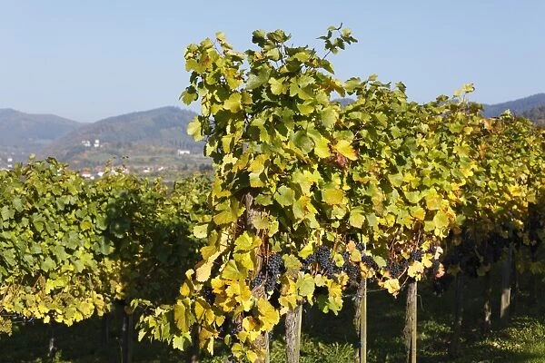 Vineyard with red grapes, Muehldorf, Spitzer Graben valley, Wachau valley, Waldviertel region, Lower Austria, Austria, Europe