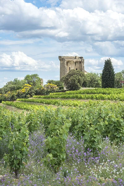 Vineyard next to Ruins of castle, Chateauneuf du Pape, France