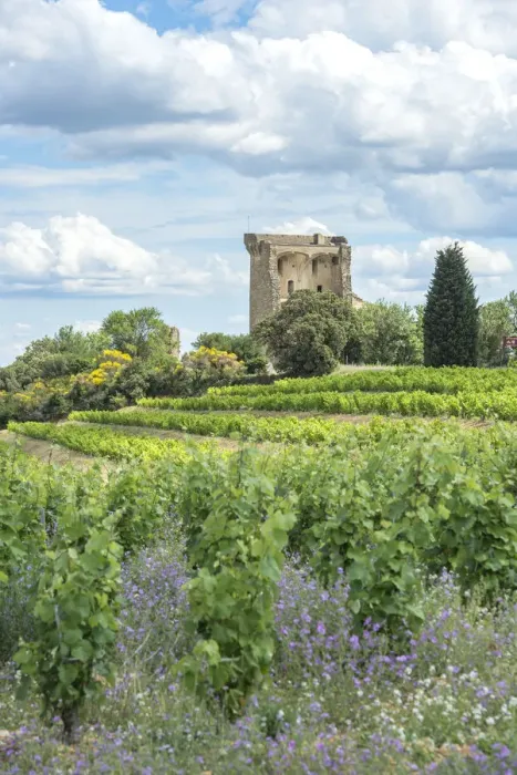 Framed Print : Vineyard next to Ruins of castle, Chateauneuf du Pape, France