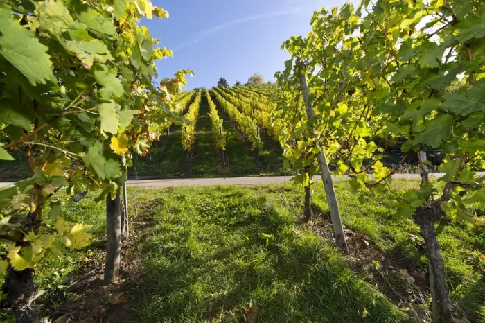 Framed Print : Vineyard, Stuttgart, Baden-Wurttemberg, Germany Framed Print : Vineyard, Stuttgart, Baden-Wurttemberg, Germany