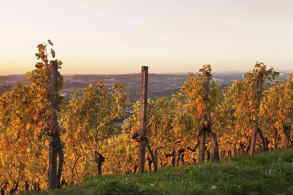 Vineyard at sunset in autumn, view of Stuttgart from Wurttemberg hill, Rotenberg, Stuttgart, Baden-Wurttemberg, Germany