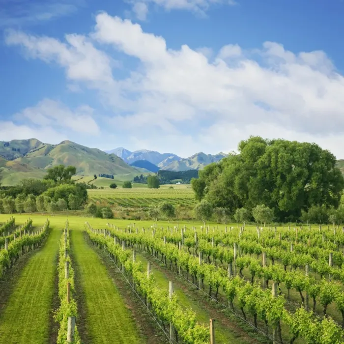 Framed Print : Vineyard tucked up under the mountains, in the wine growing Marlborough Region, South Island, New Zealand Framed Print : Vineyard tucked up under the mountains, in the wine growing Marlborough Region, South Island, New Zealand