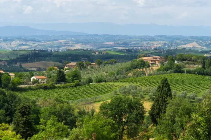 Framed Print : Vineyard in Tuscany, Italy Framed Print : Vineyard in Tuscany, Italy