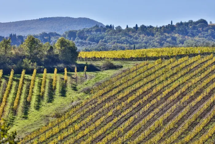 Framed Print : Vineyard, Tuscany, Italy Framed Print : Vineyard, Tuscany, Italy