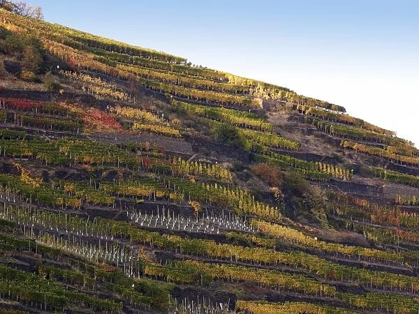 Vineyard with vines on steep slopes and terraces at the autumn, Mayschoss, Ahrtal, Eifel, Rhineland-Palatinate, Germany