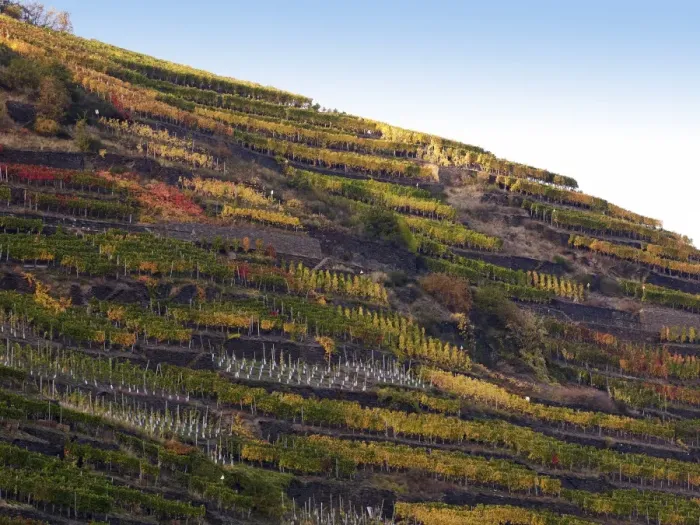 Framed Print : Vineyard with vines on steep slopes and terraces at the autumn, Mayschoss, Ahrtal, Eifel, Rhineland-Palatinate, Germany Framed Print : Vineyard with vines on steep slopes and terraces at the autumn, Mayschoss, Ahrtal, Eifel, Rhineland-Palatinate, Germany