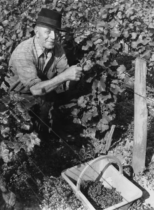 Framed Print : Vineyard Worker Picks Grapes Framed Print : Vineyard Worker Picks Grapes