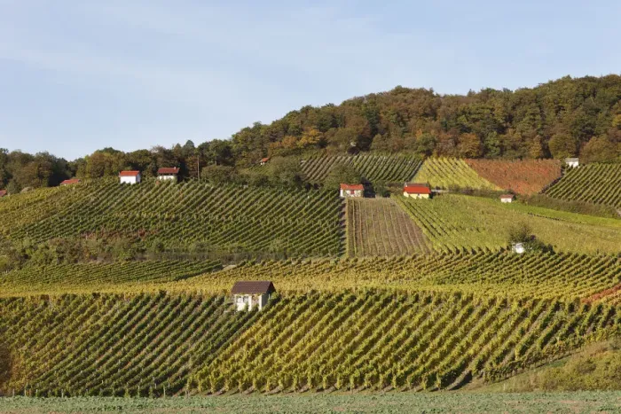 Framed Print : Vineyards at Falkenberg near Falkenstein, Donnersdorf district, Steigerwald, Lower Franconia, Franconia, Bavaria, Germany, Europe