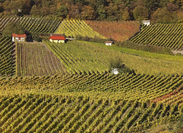 Vineyards at Falkenberg near Falkenstein, Donnersdorf district, Steigerwald, Lower Franconia, Franconia, Bavaria, Germany, Europe