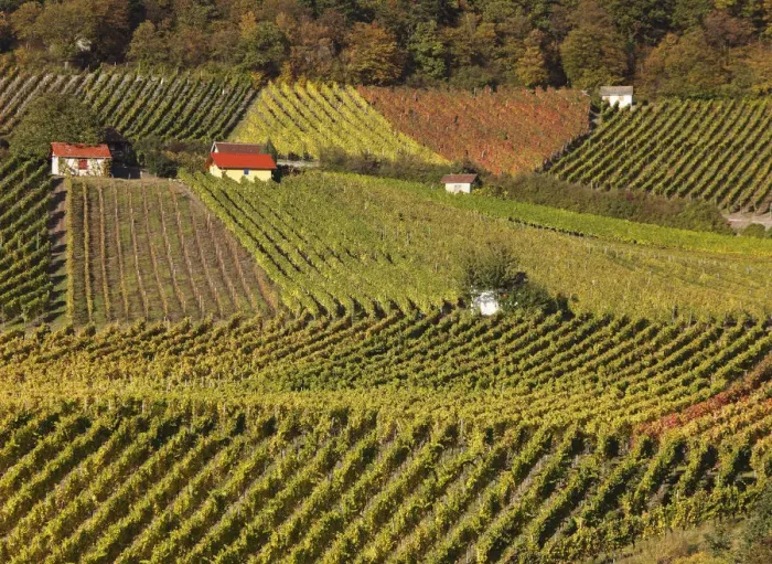 Framed Print : Vineyards at Falkenberg near Falkenstein, Donnersdorf district, Steigerwald, Lower Franconia, Franconia, Bavaria, Germany, Europe