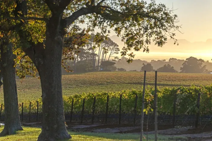 Framed Print : Vineyards of Groot Constantia Estate. Cape Town. RSA