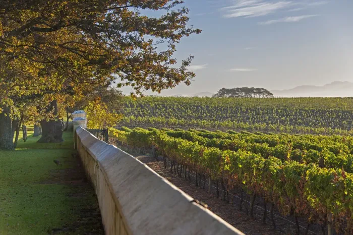Framed Print : Vineyards of Groot Constantia Estate. Cape Town. RSA Framed Print : Vineyards of Groot Constantia Estate. Cape Town. RSA