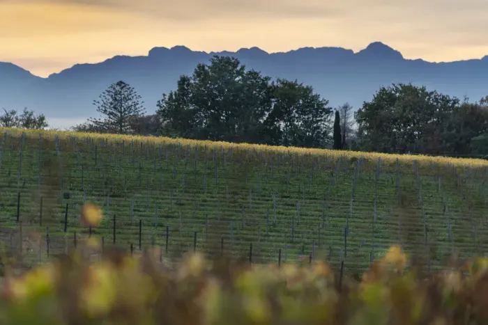 Framed Print : Vineyards of Groot Constantia Estate. Cape Town. RSA