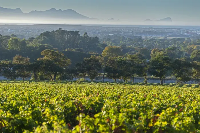 Framed Print : Vineyards of Groot Constantia Estate. Cape Town. RSA Framed Print : Vineyards of Groot Constantia Estate. Cape Town. RSA