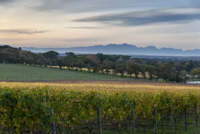 Framed Print : Vineyards of Groot Constantia Estate. Cape Town. RSA Framed Print : Vineyards of Groot Constantia Estate. Cape Town. RSA