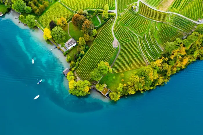 Framed Print : Vineyards on the lake Thun in the Bernese Oberland of Switzerland Framed Print : Vineyards on the lake Thun in the Bernese Oberland of Switzerland