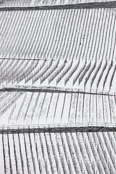 Vineyards on the Moselle river in winter with snow, Europe